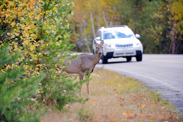 deer car accident / collision